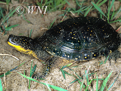 Blanding's Turtle (Emydoidea blandingii)